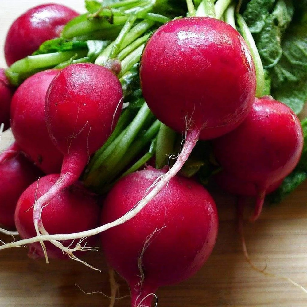 Cherry Belle Radish Seeds - Fast Harvest, Annual, Outdoor - Image 2