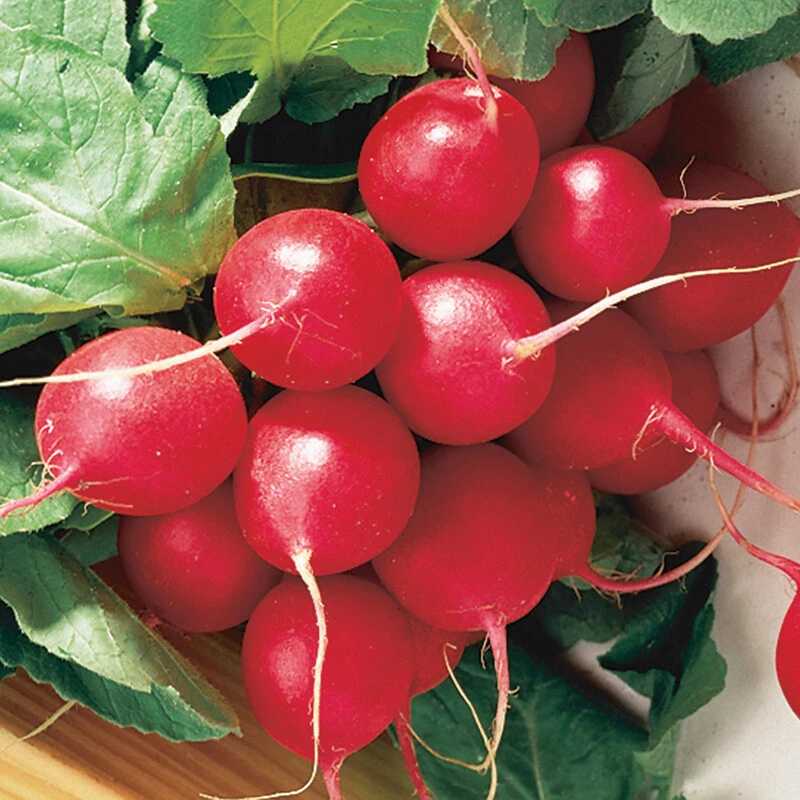Cherry Belle Radish Seeds - Fast Harvest, Annual, Outdoor - Image 1