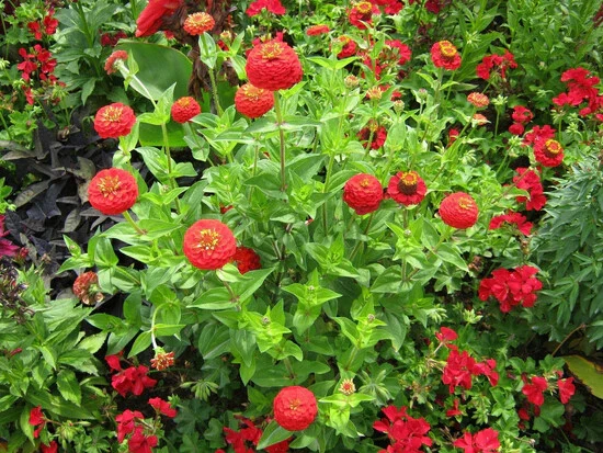 Cherry Queen Zinnia Seeds - Easy Grow Red Flower Seeds - Variety Packet Sizes - Image 2
