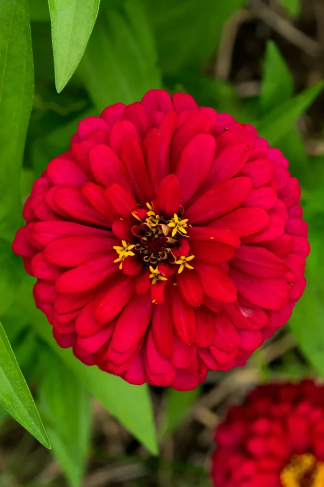 Cherry Queen Zinnia Seeds - Easy Grow Red Flower Seeds - Variety Packet Sizes - Image 1