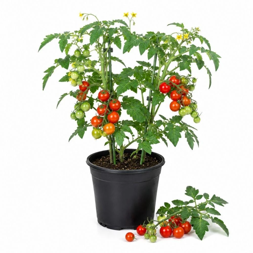 Cherry Tomato Live Plants, 2 Plants Per 4 Inch Pot, Tomato Seedlings for Vegetable Garden - Image 1