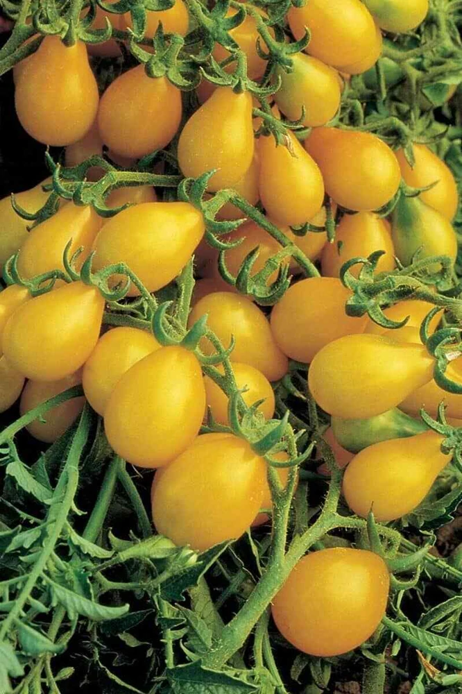 Cherry Tomato Seeds - Rare Small Varieties for Outdoor Gardens, Easy Grow - Image 10