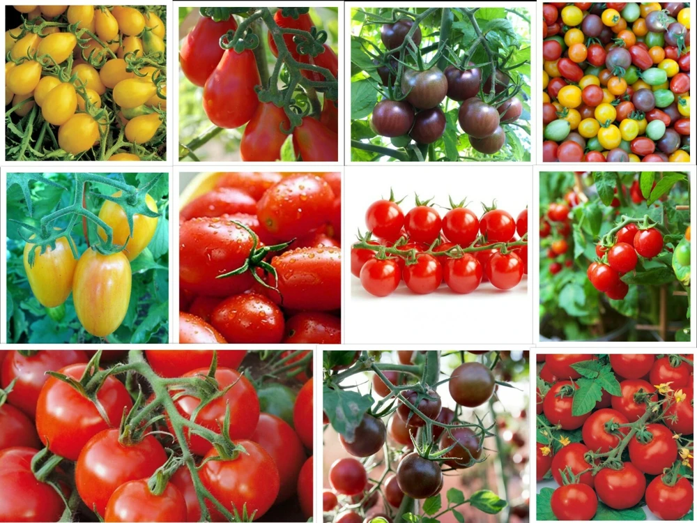 Cherry Tomato Seeds - Rare Small Varieties for Outdoor Gardens, Easy Grow - Image 1