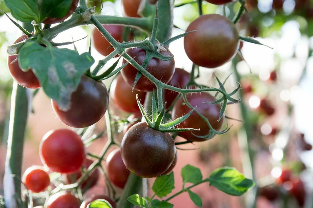 Cherry Tomato Seeds - Rare Small Varieties for Outdoor Gardens, Easy Grow - Image 6