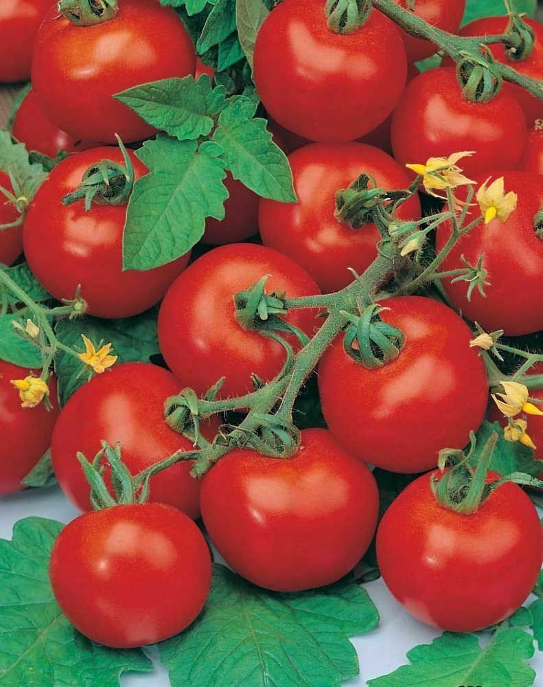 Cherry Tomato Seeds - Rare Small Varieties for Outdoor Gardens, Easy Grow - Image 8
