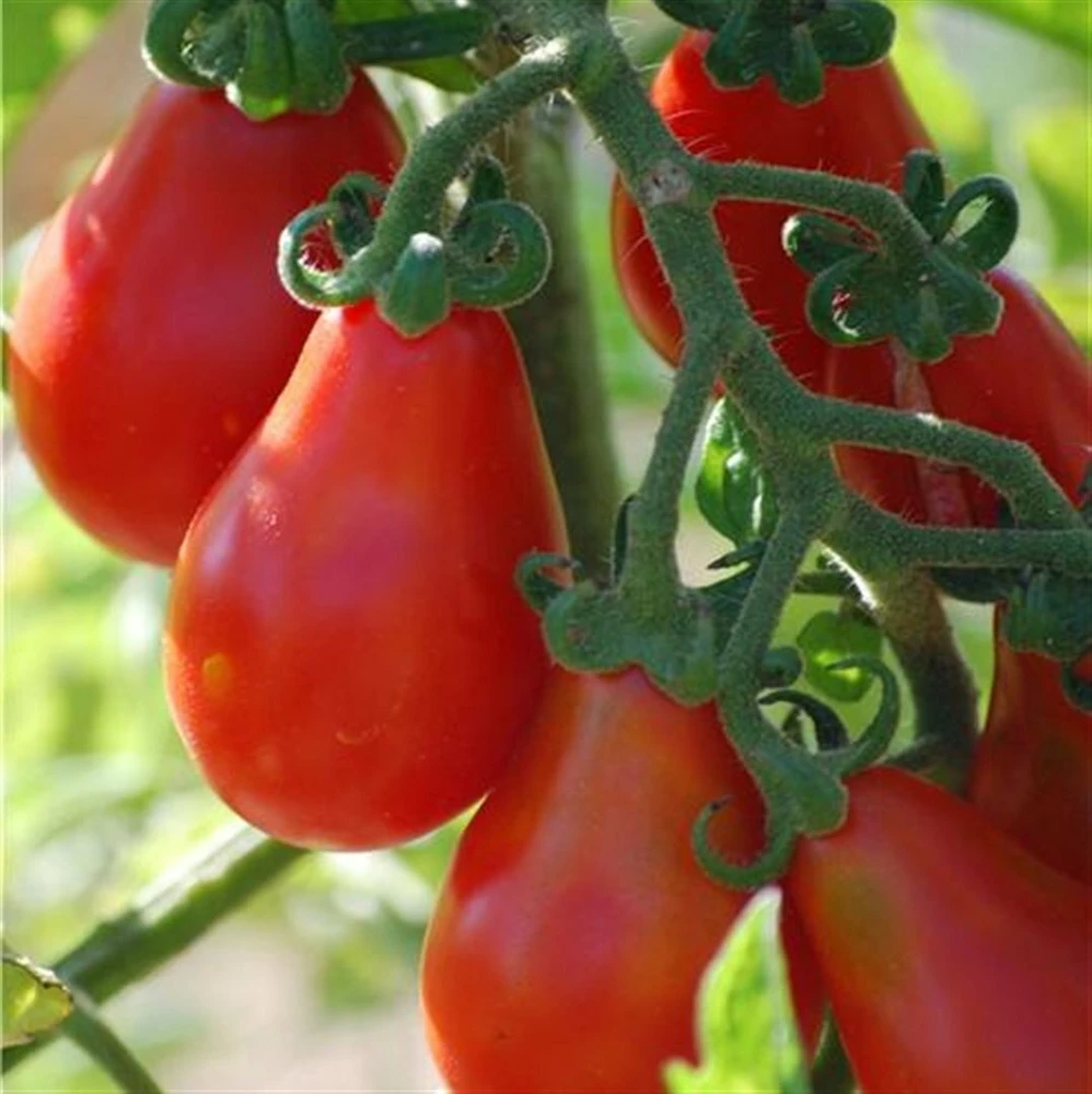Cherry Tomato Seeds - Rare Small Varieties for Outdoor Gardens, Easy Grow - Image 9