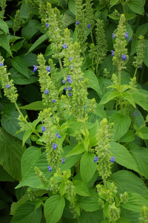 Chia Seeds – Salvia hispanica – Herb Seeds – Grow Your Own Chia - Image 1