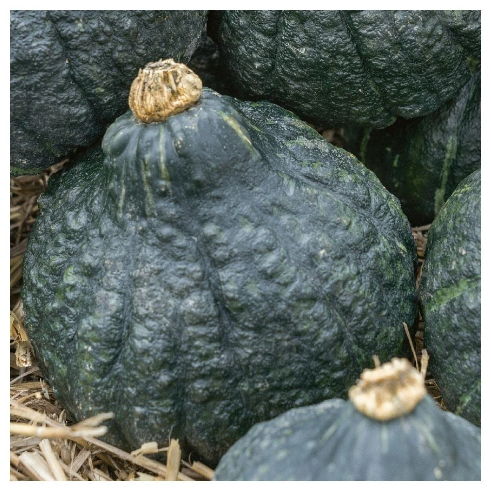Chicago Warted Hubbard Winter Squash Seeds - Long Storage, Large Fruit, Outdoor - Image 1