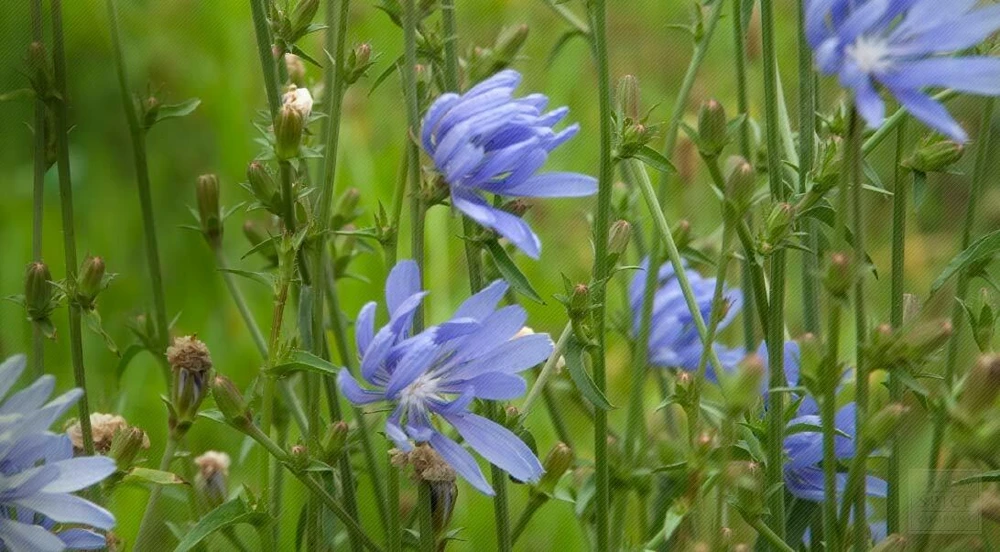 Chicory Seeds 1 LB - Italian Dandelion, Perennial Herb Seeds for Forage, Cover Crop, Deer Plot, Full Sun Outdoor - Image 2