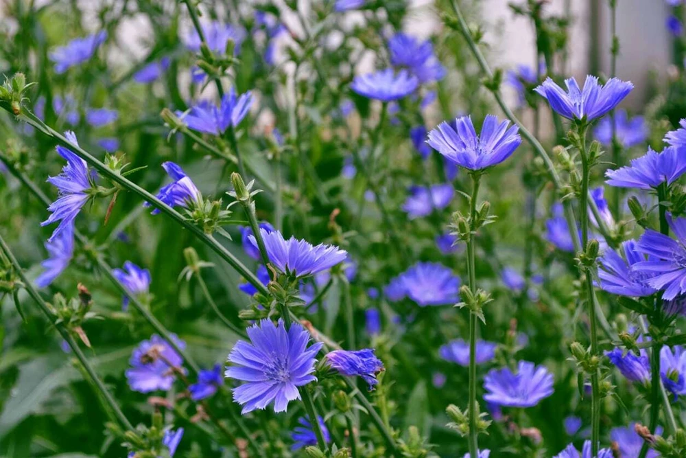 Chicory Seeds 1/4 LB - Italian Dandelion, Deer Plot, Forage, Perennial - Image 1
