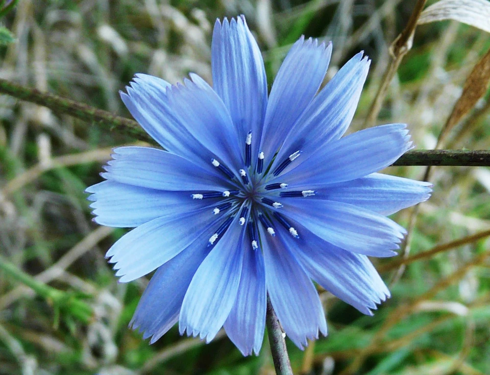 Chicory Seeds - Italian Dandelion, Blue Sailors, Perennial Herb Seeds - Image 1