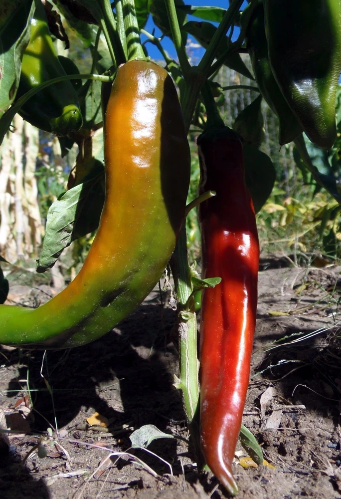Chili Pepper Seeds Collection - 12 Varieties - Annual Capsicum annuum - Image 10