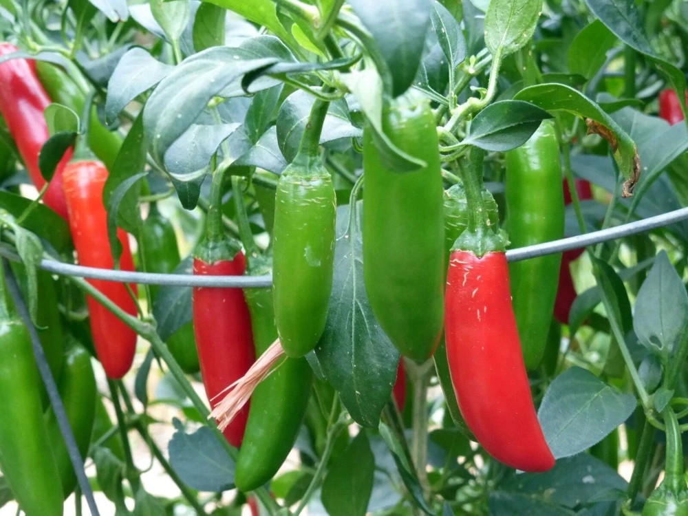 Chili Pepper Seeds Collection - 12 Varieties - Annual Capsicum annuum - Image 14