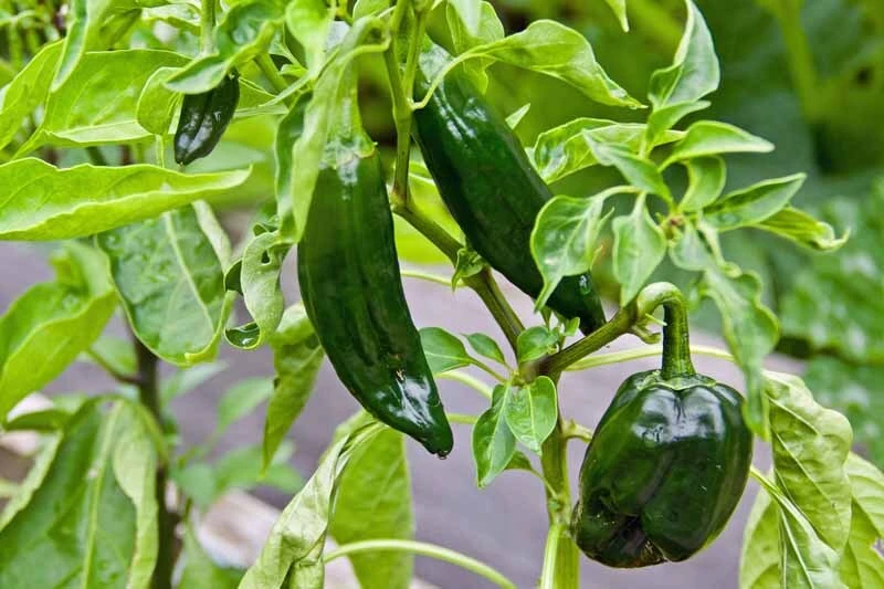 Chili Pepper Seeds Collection - 12 Varieties - Annual Capsicum annuum - Image 3