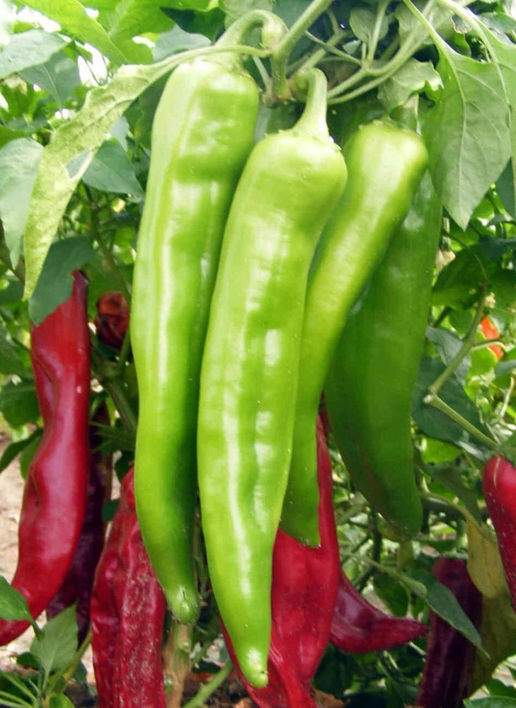 Chili Pepper Seeds Collection - 12 Varieties - Annual Capsicum annuum - Image 4