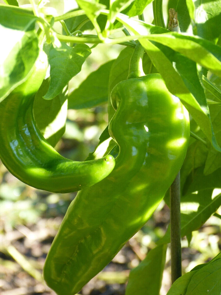 Chili Pepper Seeds Collection - 12 Varieties - Annual Capsicum annuum - Image 6