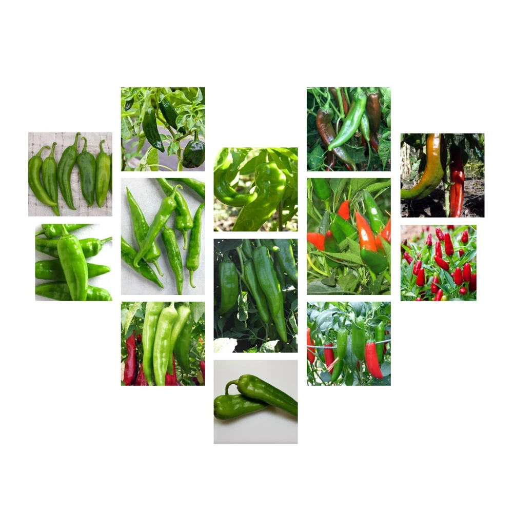 Chili Pepper Seeds Collection - 12 Varieties - Annual Capsicum annuum - Image 1