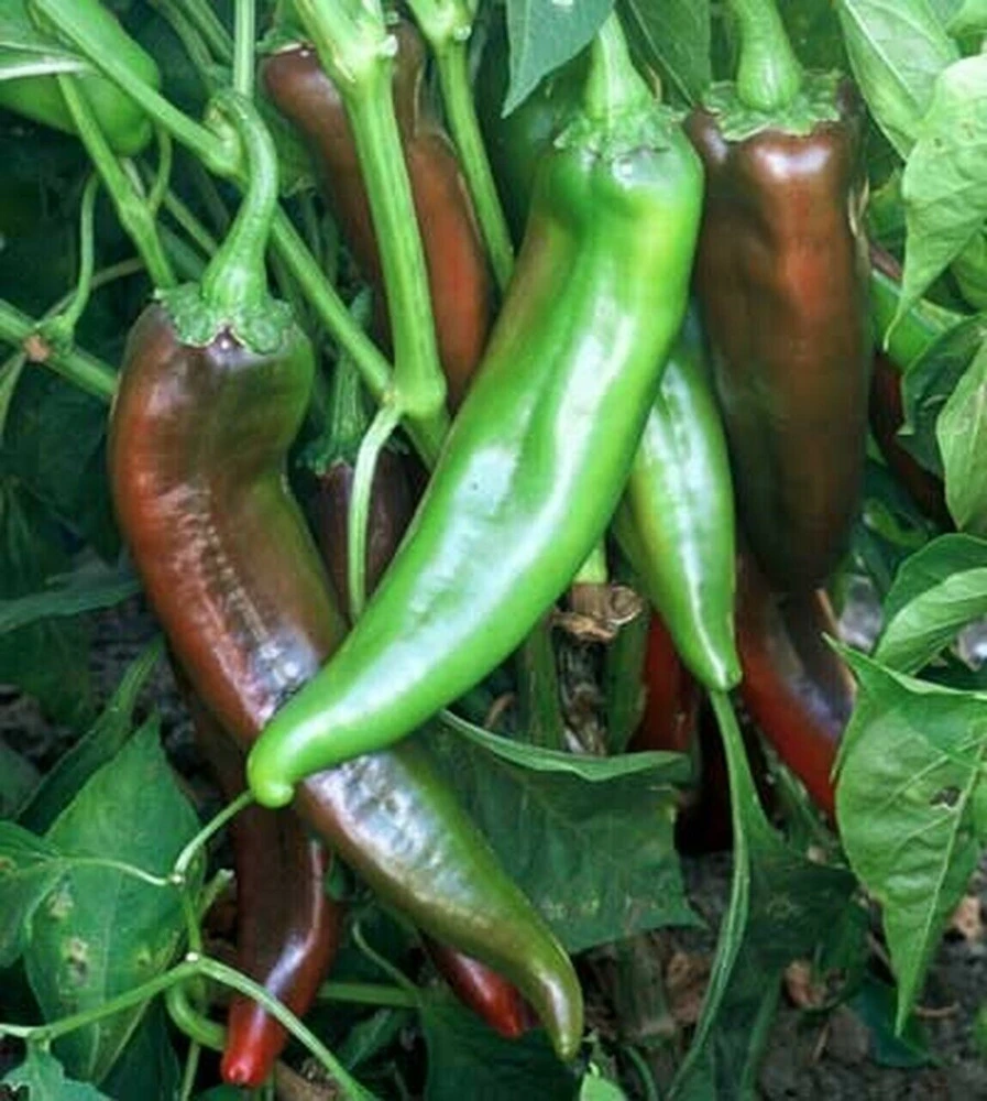 Chili Pepper Seeds Collection - 12 Varieties - Annual Capsicum annuum - Image 8