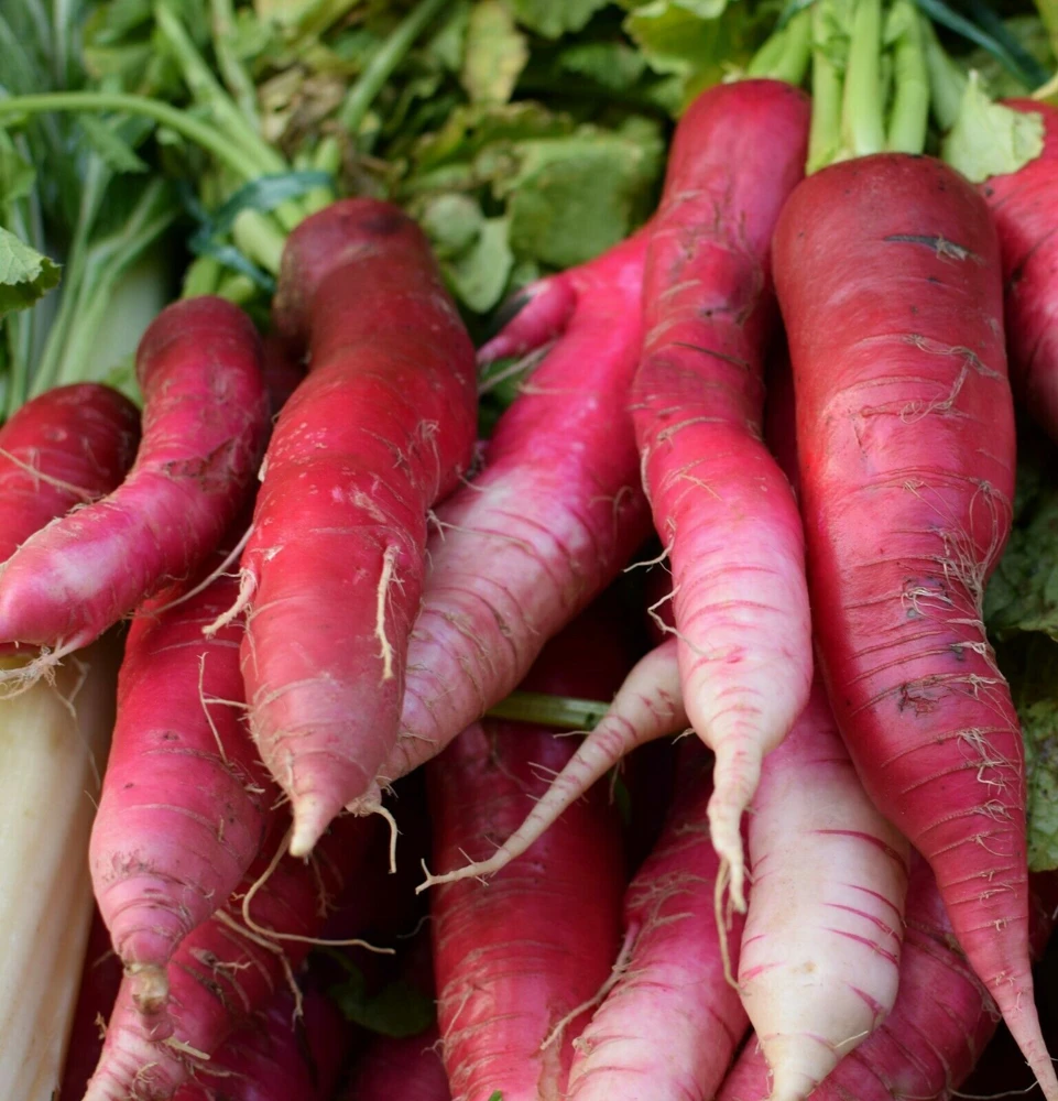 China Rose Radish Seeds - Kaiware Winter Radish, Rose-Pink, Easy Grow - Image 1