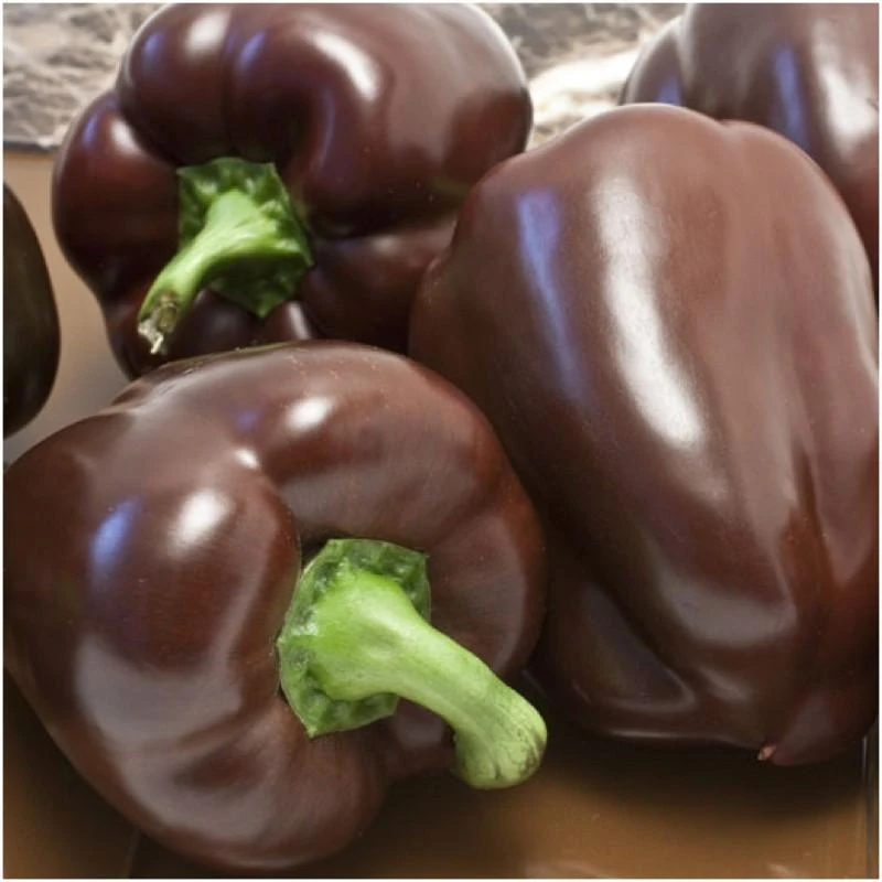 Chocolate Beauty Bell Pepper Seeds - Heirloom Vegetable, Easy Grow, Outdoor - Image 2
