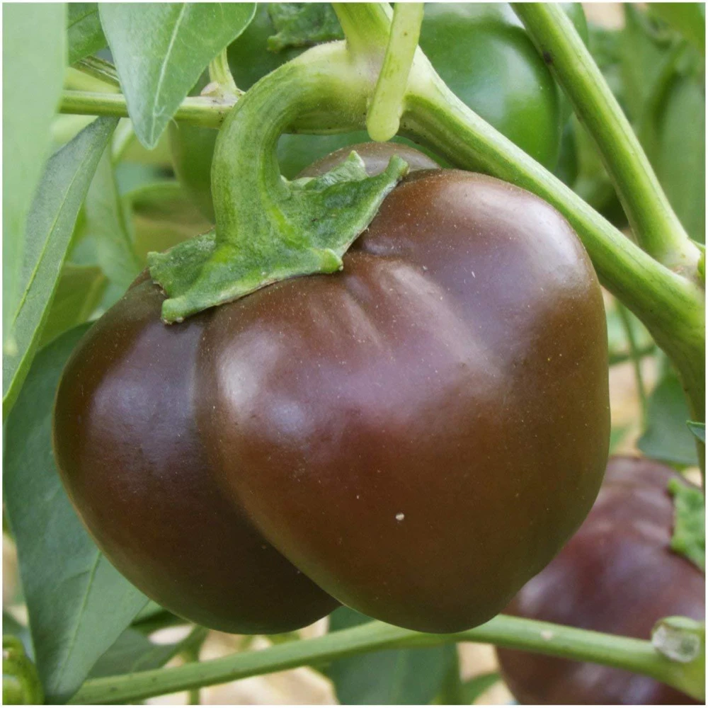Chocolate Beauty Bell Pepper Seeds - Heirloom Vegetable, Easy Grow, Outdoor - Image 1