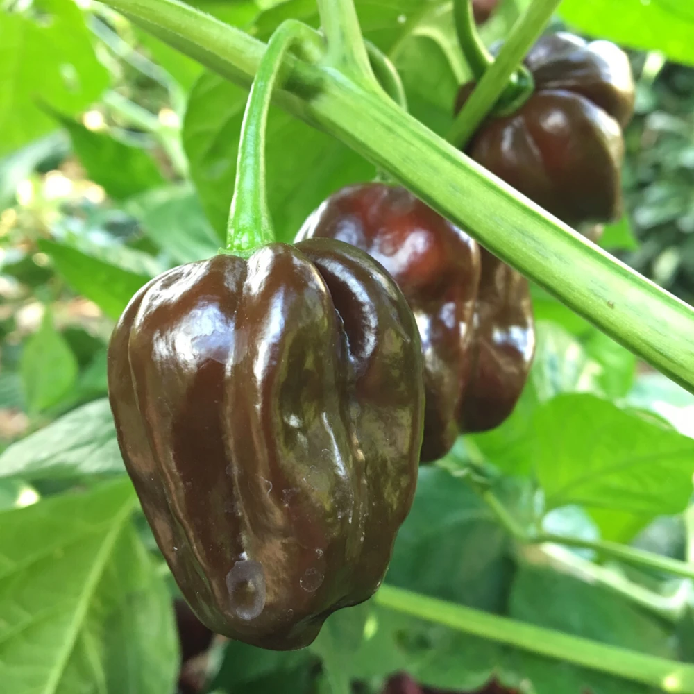 Chocolate Habanero Pepper Seeds - Extremely Hot, Brown, Outdoor - Image 2