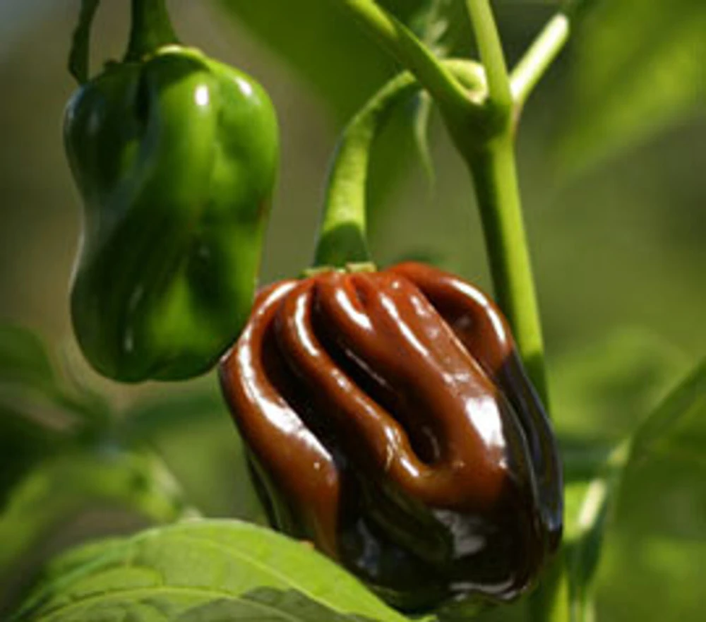 Chocolate Habanero Pepper Seeds - Extremely Hot, Brown, Outdoor - Image 1