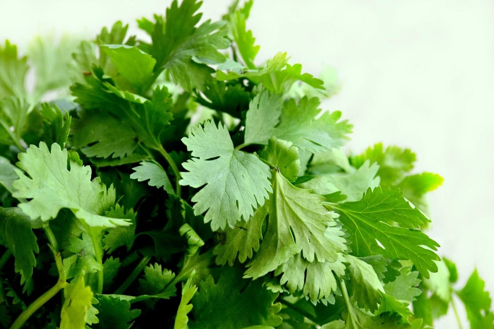 Cilantro Seeds - Leisure Coriander Seeds for Oriental & Mexican Cuisine - Easy to Grow - Image 1