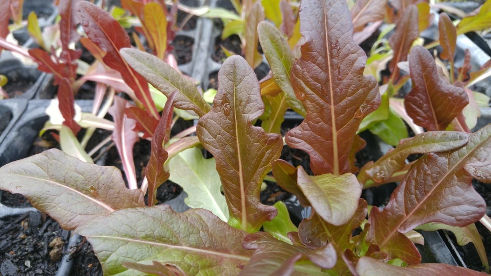 Cimmaron Cos Romaine Lettuce Seeds - Red - Zones 3-12 - Image 2