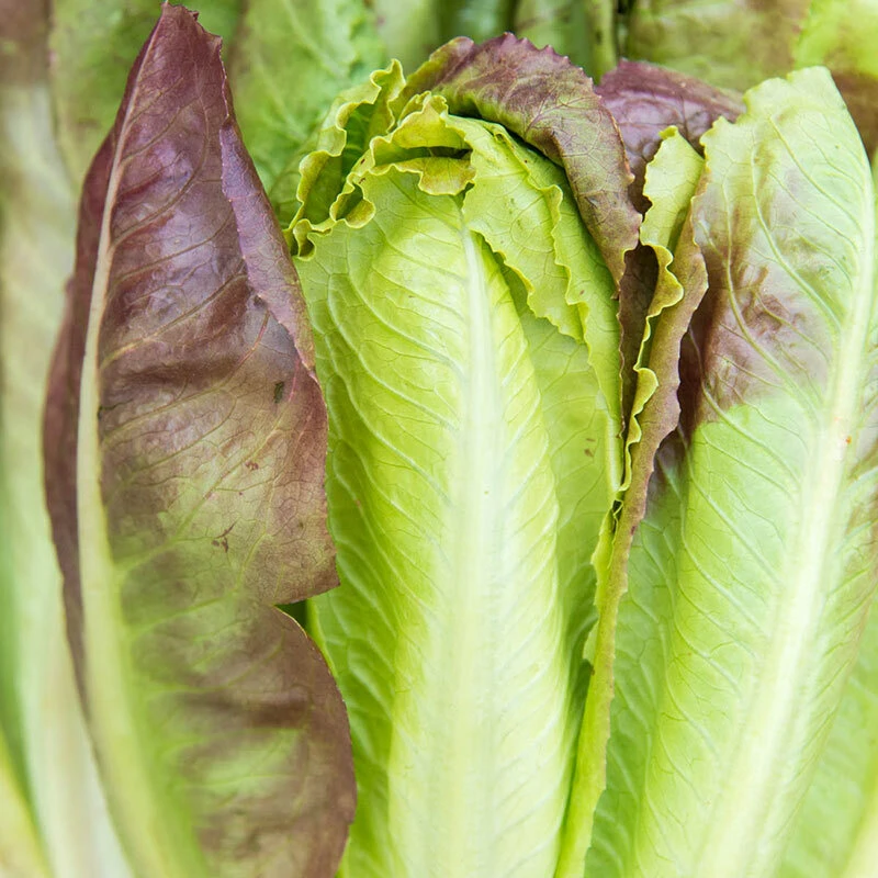 Cimmaron Cos Romaine Lettuce Seeds - Red - Zones 3-12 - Image 1