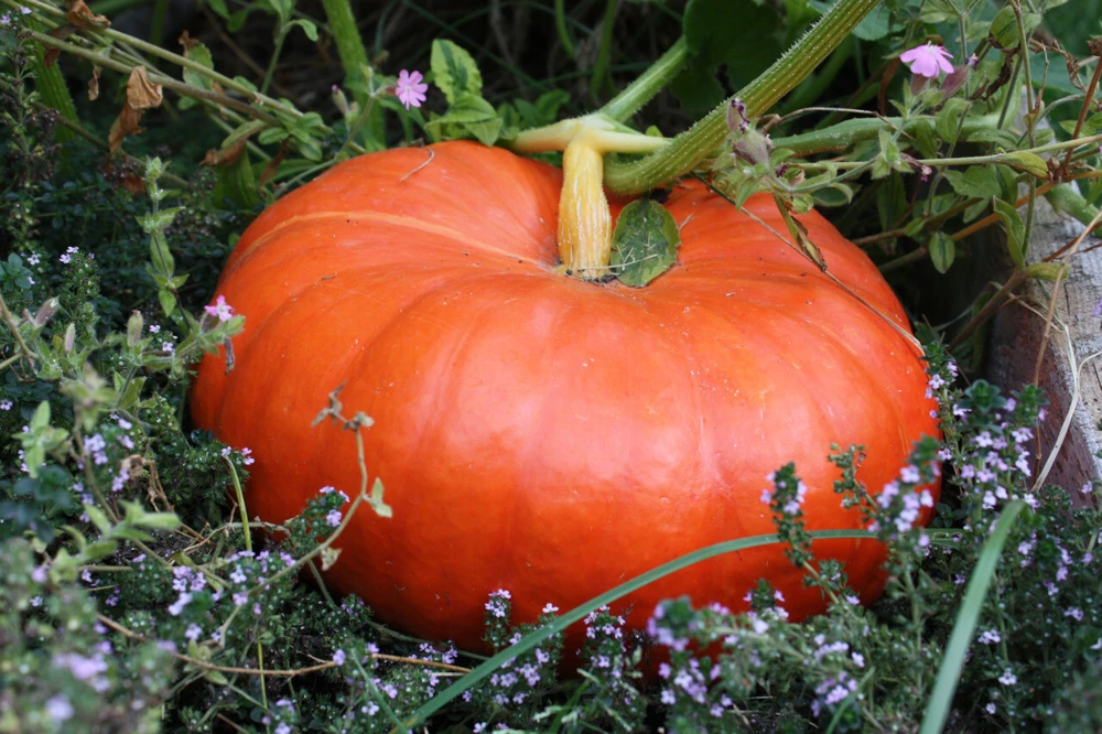 Cinderella Pumpkin Seeds - Rouge Vif d'Etampes - Vegetable Seeds - Outdoor - Image 1