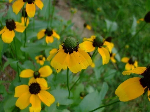 Clasping Coneflower Seeds - Dracopis Amplexicaulis Wildflower Seeds, Yellow - Image 1