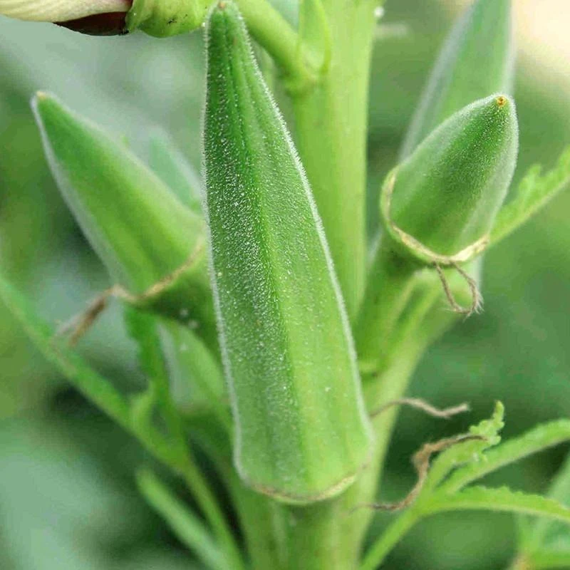 Clemson Spineless Okra Seeds - Easy to Grow Vegetable Seeds for Full Sun, Annual - Image 1