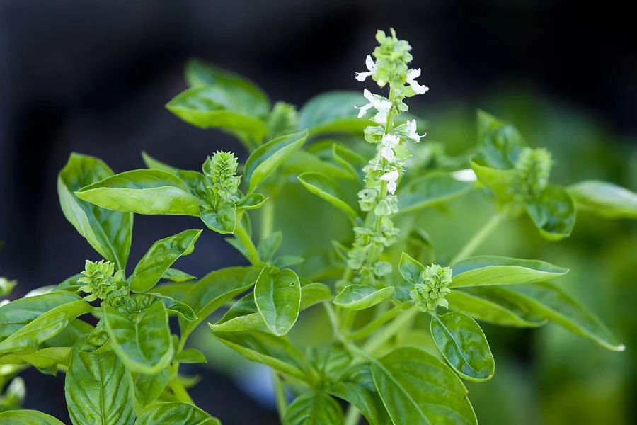 Clove Scented Basil Seeds - Aromatic Herb Seeds for Culinary & Garden Use - Annual, Full Sun - Image 2