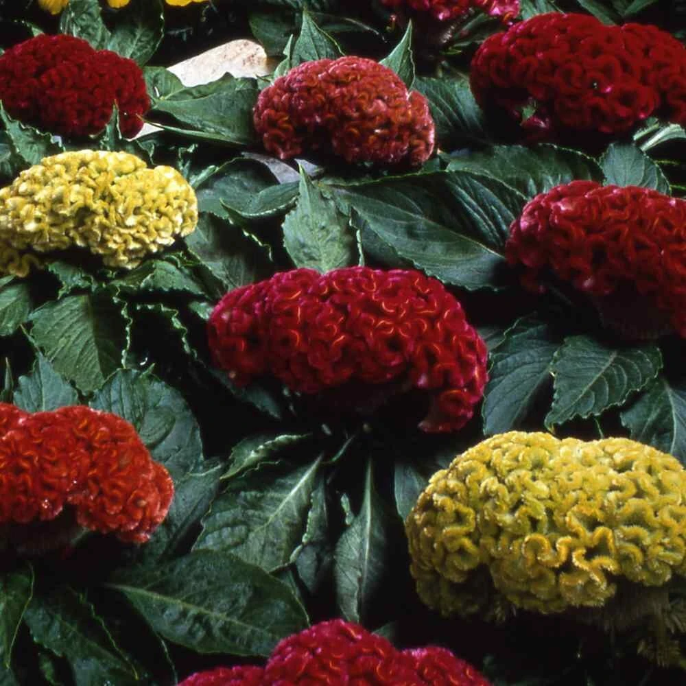 Cockscomb Celosia Cristata Flower Seeds Mix - 500 Seeds for Outdoor Garden - Image 1