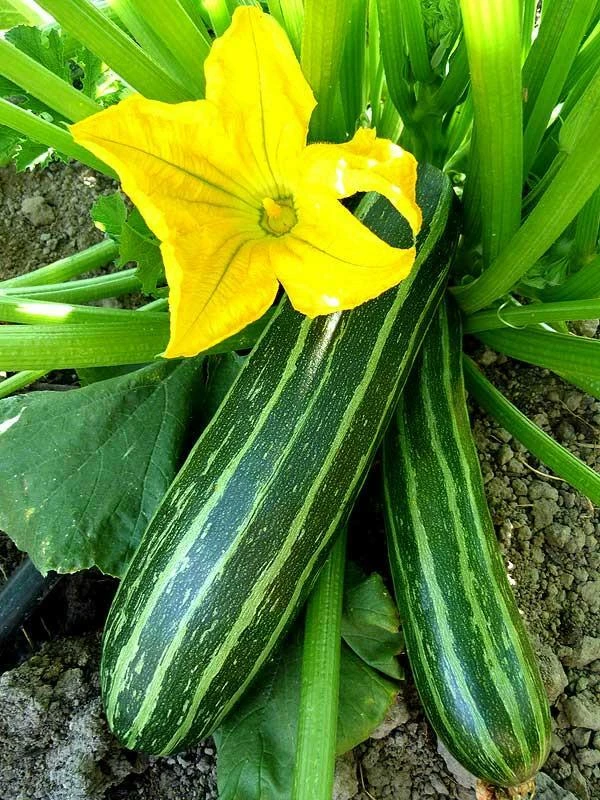 Cocozelle Zucchini Summer Squash Seeds - 1 LB Pack - Easy to Grow - Image 1