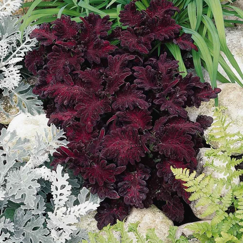 Coleus Black Dragon Seeds - Dark Foliage Plants - 400 Seed Pack - Outdoor - Image 2