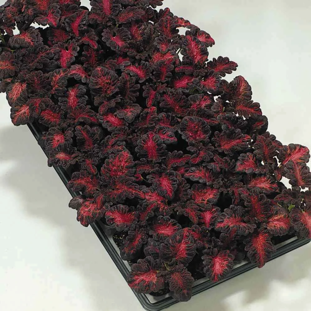 Coleus Black Dragon Seeds - Dark Foliage Plants - 400 Seed Pack - Outdoor - Image 1