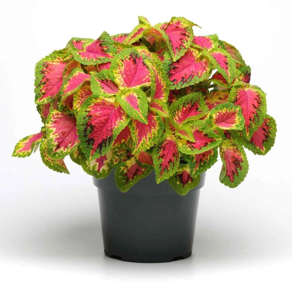 Coleus Versa Watermelon Seeds - Pelleted, 10 Seeds - Sun & Shade Tolerant - Image 2