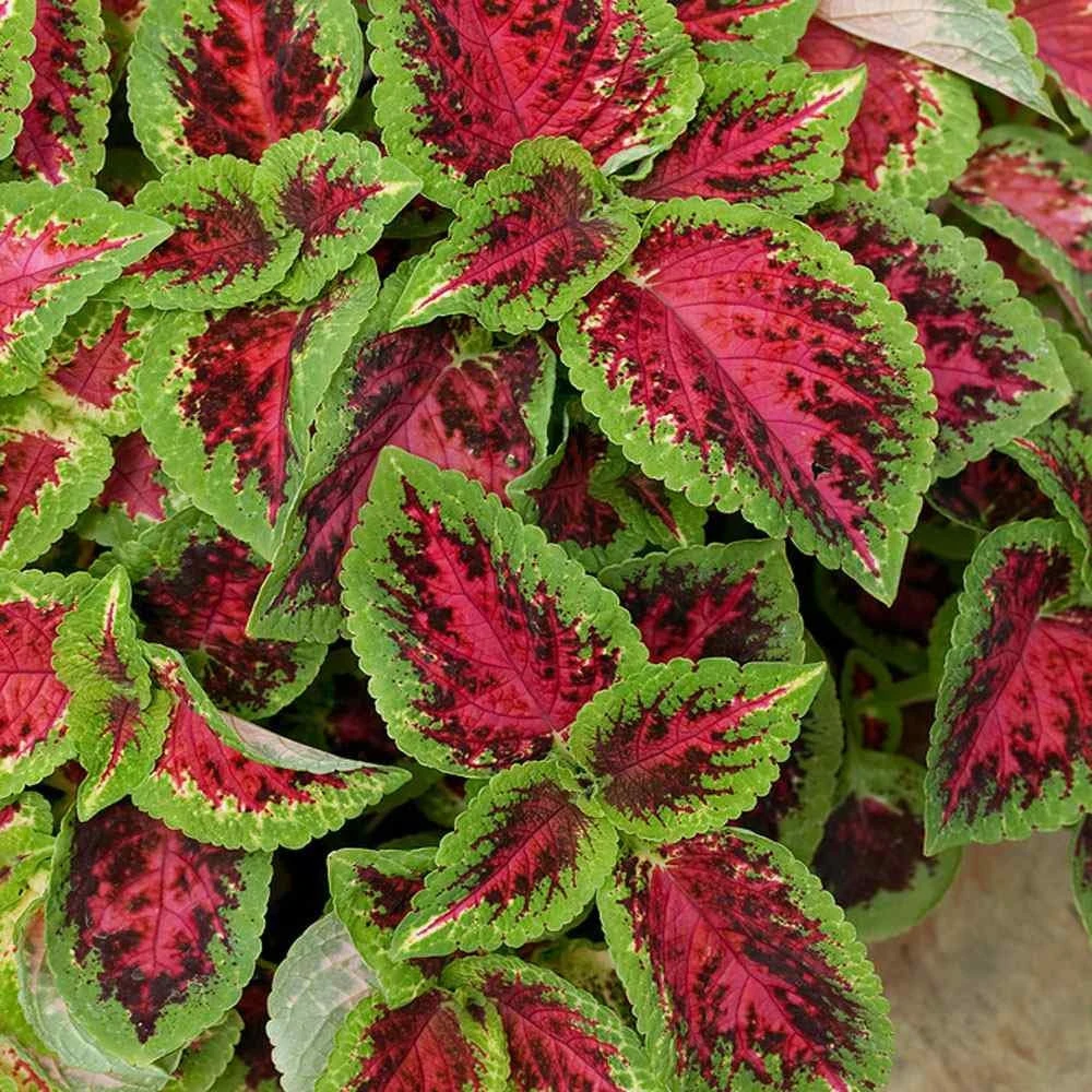 Coleus Versa Watermelon Seeds - Pelleted, 10 Seeds - Sun & Shade Tolerant - Image 3
