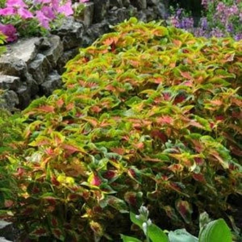 Coleus Versa Watermelon Seeds - Pelleted, 10 Seeds - Sun & Shade Tolerant - Image 1