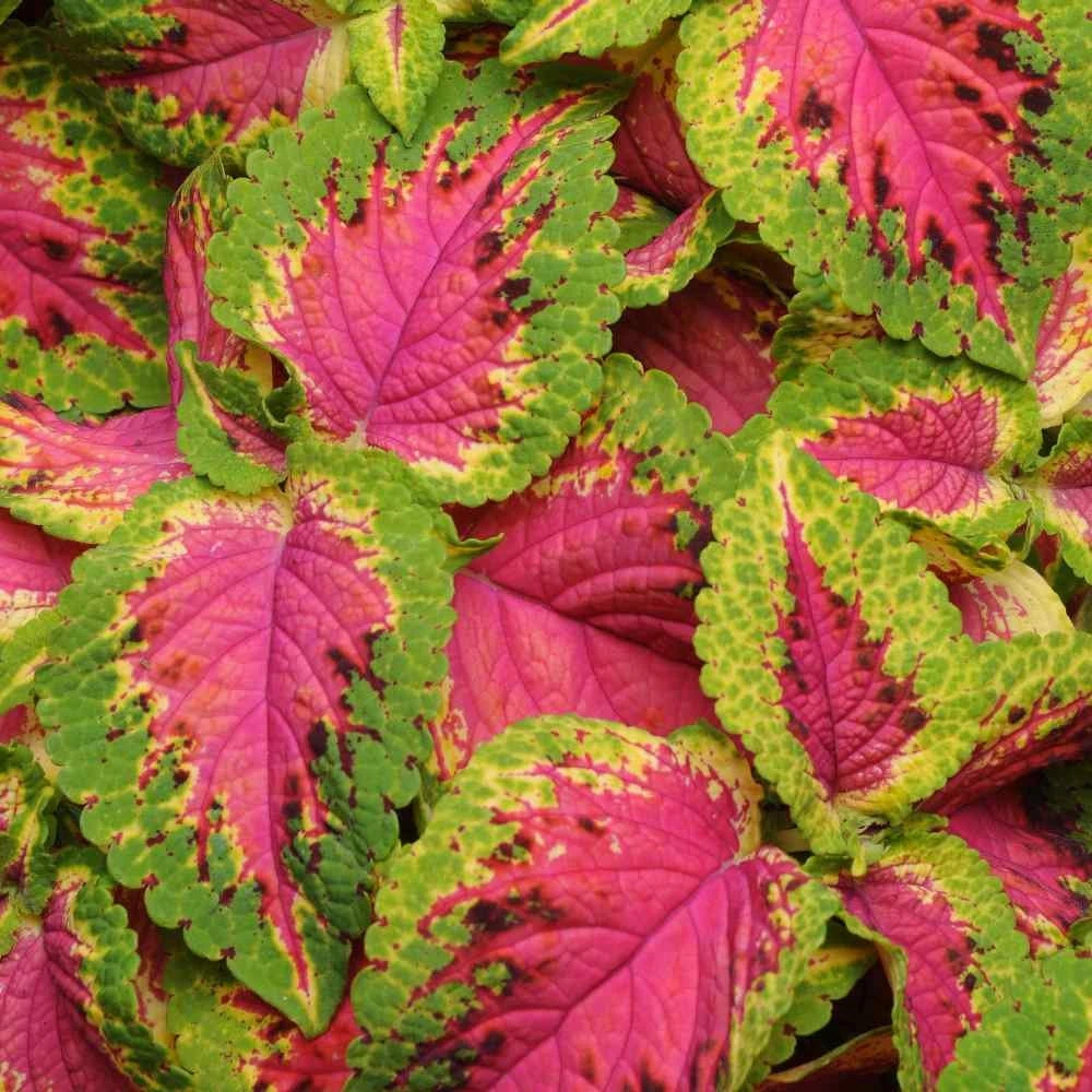 Coleus Versa Watermelon Seeds - Pelleted, 10 Seeds - Sun & Shade Tolerant - Image 6