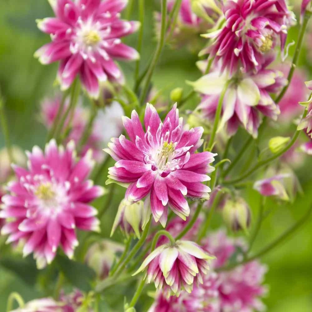 Columbine Nora Barlow Flower Seeds - 1000 Seeds - Unique Pink Blooms - Image 1