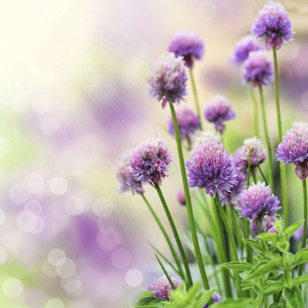 Common Chives Seeds - Allium schoenoprasum - Easy Grow Herb Seeds - Image 2
