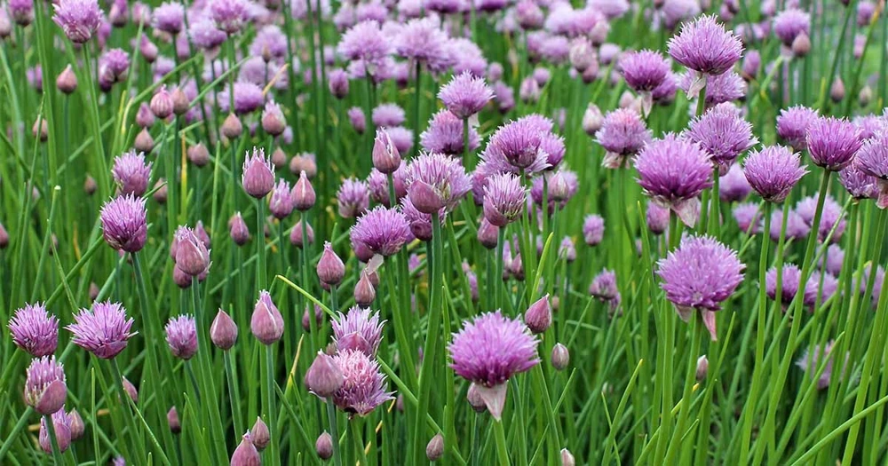 Common Chives Seeds - Allium schoenoprasum - Easy Grow Herb Seeds - Image 1
