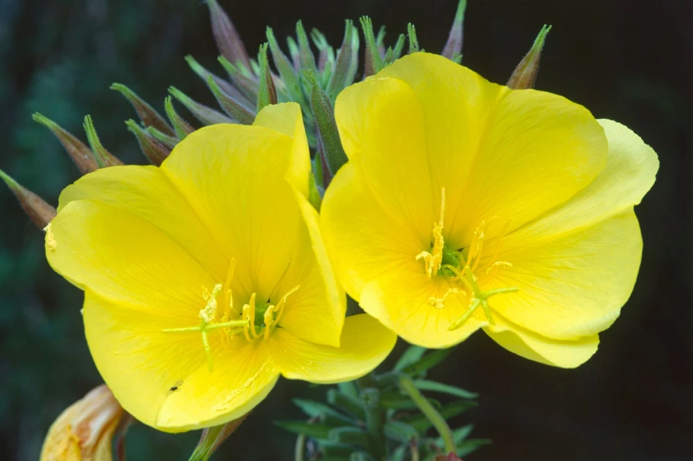 Common Evening Primrose Seeds - Yellow Flowers, Fragrant Perennial, Zones 3-12 - Image 1