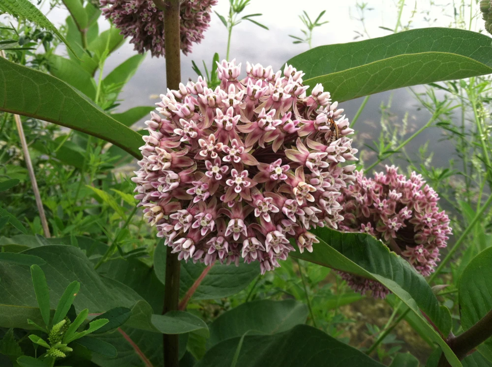 Common Milkweed Seeds - Native Wildflower for Monarch Butterflies - Image 1