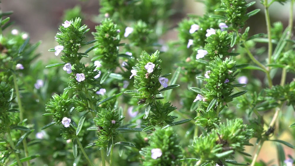 Common Thyme Seeds - Thymus vulgaris - Perennial Herb for Indoor/Outdoor Planting - Image 1
