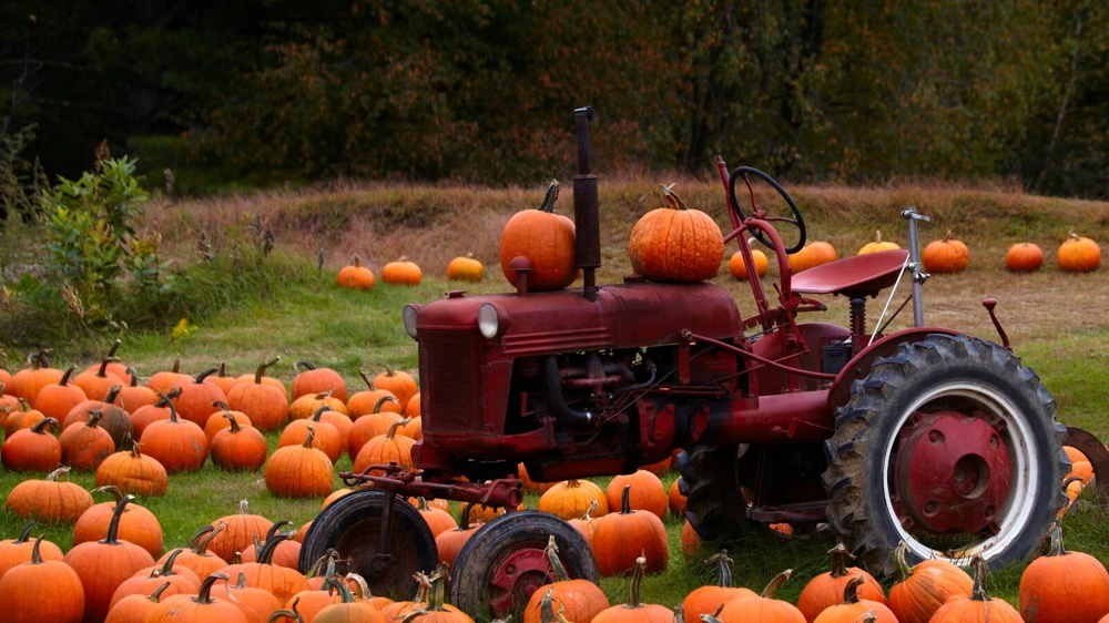 Connecticut Field Pumpkin Seeds - Traditional Halloween & Pie, Annual Vegetable Seeds - Image 1
