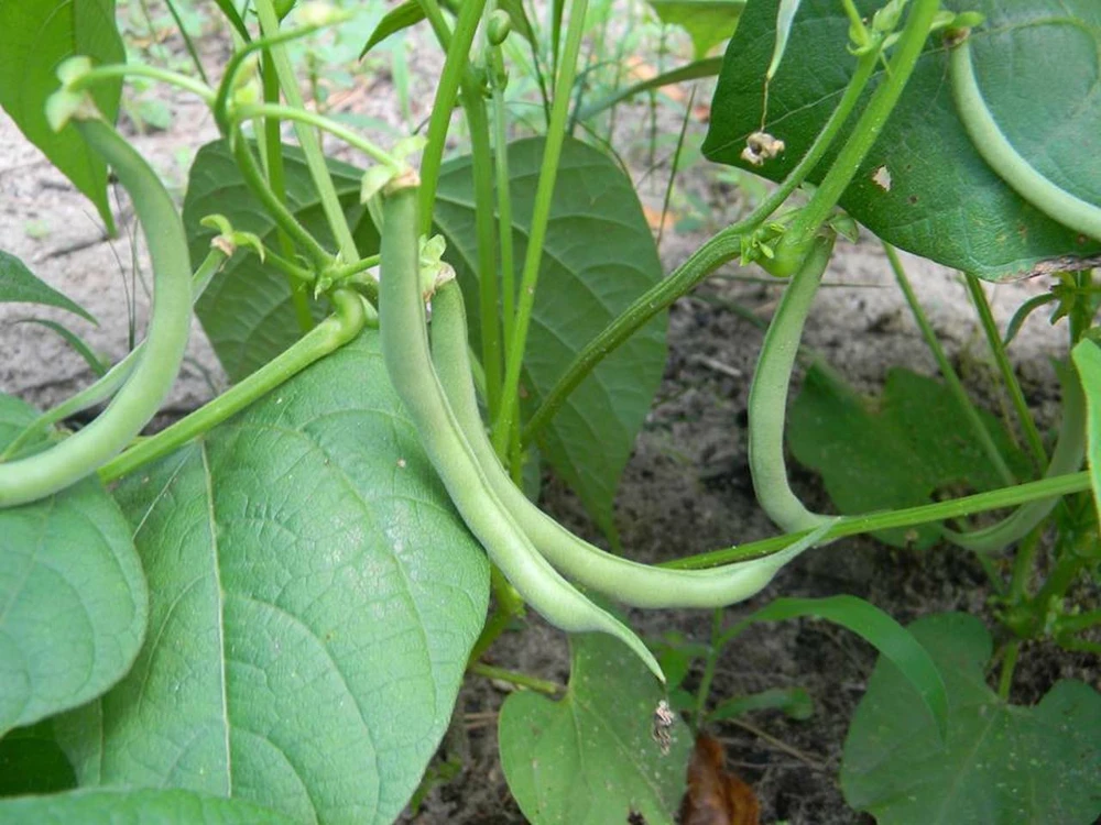Contender Bush Green Bean Seeds - Early Harvest, Stringless, Outdoor, Annual - Image 2